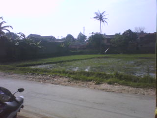 Gambar sawah